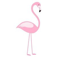 Clip art with a pink flamingo bird in a simplified flat style on white. vector