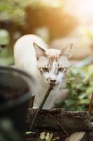 Grey striped cat enjoy with beautiful flowers in garden photo