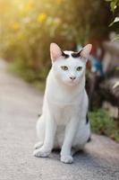 blanco gato disfrutar en el jardín foto