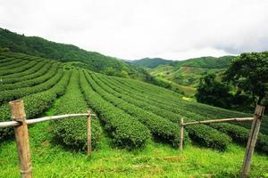 Tea Plantation in sunrise on the mountain and forest in rain season is very beautiful view in Chiangrai Province, Thailand. photo