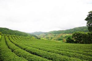 Tea Plantation in sunrise on the mountain and forest in rain season is very beautiful view in Chiangrai Province, Thailand. photo