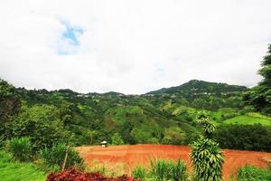 té plantación en amanecer en el montaña y bosque en lluvia temporada es muy hermosa ver en Chiang Rai provincia, tailandia foto