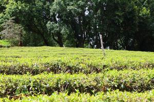 Tea Plantation in sunrise on the mountain and forest in rain season is very beautiful view in Chiangrai Province, Thailand. photo