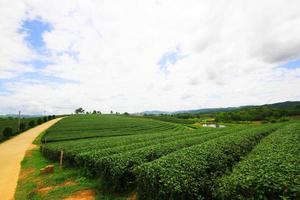 Tea Plantation in sunrise on the mountain and forest in rain season is very beautiful view in Chiangrai Province, Thailand. photo