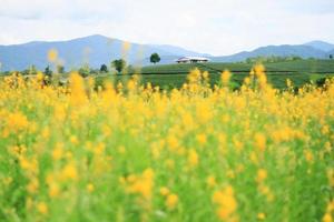hermosa amarillo Dom cáñamo flores o crotalaria juncea granja en el montaña en tailandia.a tipo de legumbre. foto