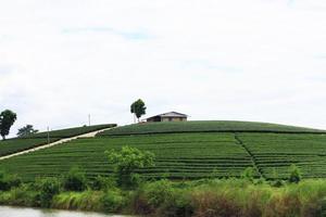 Aerial view Hill tribe village and Tea Plantation in sunrise on the mountain and river is very beautiful view in Chiangrai Province, Thailand. photo