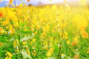 hermosa amarillo Dom cáñamo flores o crotalaria juncea granja en hermosa luz de sol en el montaña en tailandia.a tipo de legumbre. foto