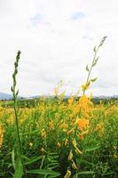 Beautiful yellow Sun hemp flowers or Crotalaria juncea farm on the mountain in Thailand.A type of legume. photo