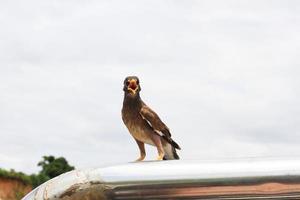 enojado pájaro en el techo coche foto