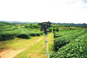 Sprinkler watering plants with tea plantation on the mountain  and forest hill in rain season at Thailand photo