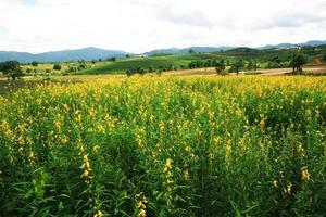 Beautiful yellow Sun hemp flowers or Crotalaria juncea farm on the mountain in Thailand.A type of legume. photo