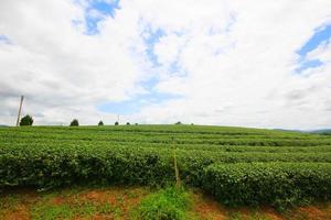 Tea Plantation in sunrise on the mountain and forest in rain season is very beautiful view in Chiangrai Province, Thailand. photo