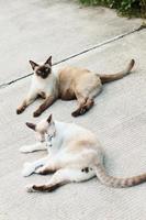 Cute Siamese cats enjoy and sit on concrete floor with natural in garden photo