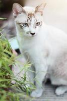 Grey striped cat enjoy with beautiful flowers in garden photo