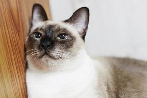 Cute Siamese cat enjoy and sleep on bed photo