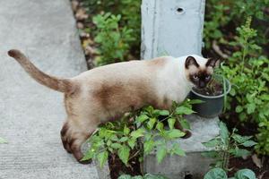 linda siamés gato disfrutar en jardín foto