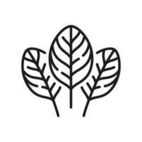 Sorrel superfood leaves, spinach line icon vector