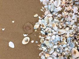 Pattern of Seashells on the sand, textured background. Sea shells and jellyfish on the beach of the Baltic sea. Copy space. photo