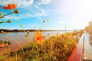 hermosa azufre cosmos o amarillo cosmos flores campo con azul cielo en luz de sol cerca orilla. retro y Clásico tema color. foto