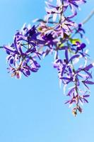 Sandpaper vine or Queens Wreath, Purple Wreath flowers with blue sky photo