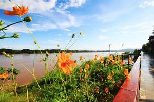 hermosa azufre cosmos o amarillo cosmos flores campo con azul cielo en luz de sol cerca orilla. foto