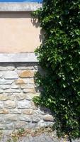 Green ivy leaves curls up the gray plaster wall. Textured background of leaves. Green plant wall texture for backdrop design and eco wall and die-cut for artwork. Old plaster wall with cracks. photo