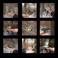 titmouse on hand in winter in the park photo