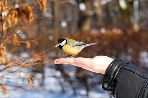 titmouse on hand in winter in the park photo