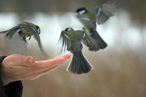 titmouse on hand in winter in the park photo