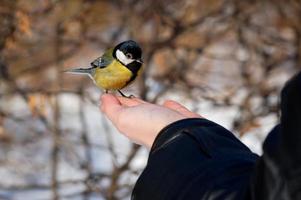 titmouse on hand in winter in the park photo