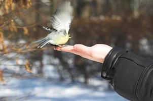 titmouse on hand in winter in the park photo