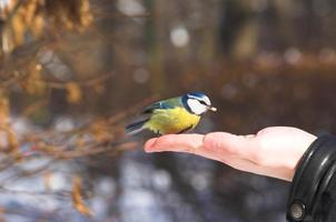 titmouse on hand in winter in the park photo