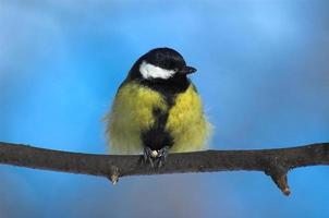 titmouse on a tree in winter photo