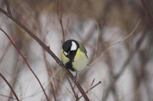 titmouse on a tree in winter photo