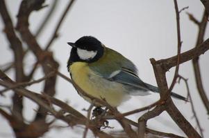 paro en un árbol en invierno foto