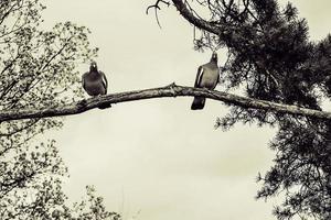 two  wild birds sitting on the branches of a spring tree against the sky photo