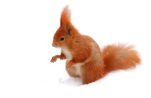 red squirrel on white snow in winter park photo