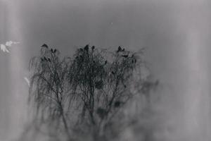 a gothic photograph of black birds sitting on a leafless birch photo