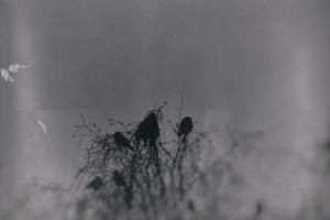 a gothic photograph of black birds sitting on a leafless birch photo