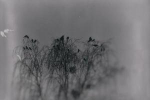 a gothic photograph of black birds sitting on a leafless birch photo