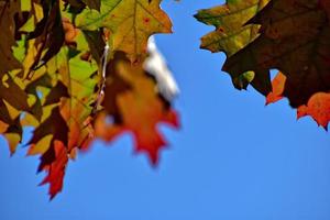 red autumn background of oak leaves on a blue sky background photo