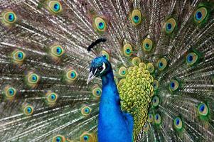 male peacock on a background of colored feathers photo