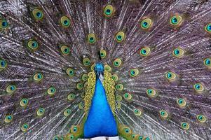 male peacock on a background of colored feathers photo