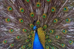 male peacock on a background of colored feathers photo