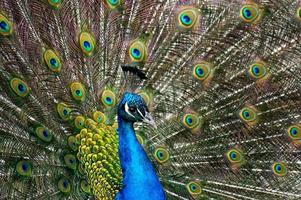 male peacock on a background of colored feathers photo