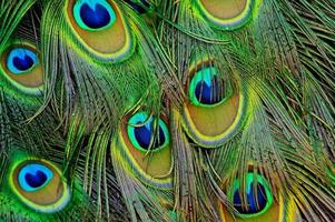 peacock feathers background closeup photo