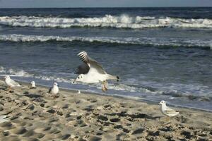 jugando gaviotas en un primavera playa a el báltico mar foto