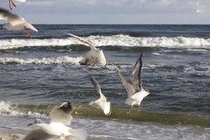 jugando gaviotas en un primavera playa a el báltico mar foto