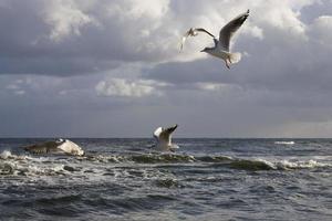 jugando gaviotas en un primavera playa a el báltico mar foto