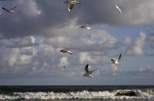 playing gulls on a spring beach at the Baltic Sea photo